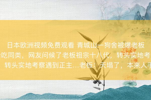 日本欧洲视频免费观看 青城山一狗舍被爆老板跑路,毛孩子饿到开始吃同类,网友问候了老板祖宗十八代,转头实地考察遇到正主…老板:天塌了,本来人手不够就烦…